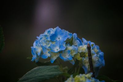 Close-up of hydrangeas blooming outdoors