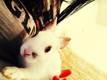 domestic animals