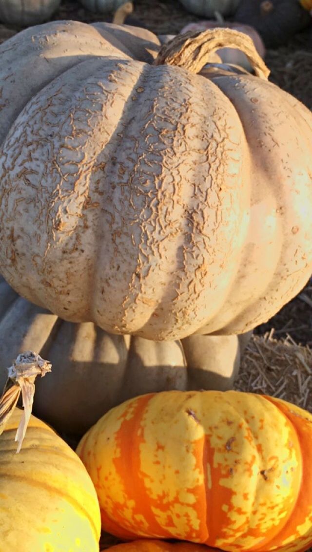 CLOSE-UP OF PUMPKINS IN CONTAINER