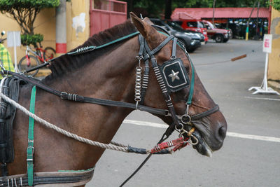 Close-up of horse cart on street