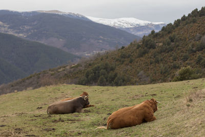 Cows resting in a field