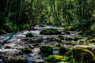 View of trees in forest