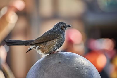 Close-up of bird perching on metal