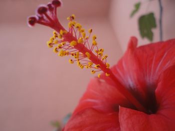 Close-up of red hibiscus blooming outdoors