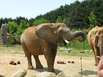 Elephant standing in a field