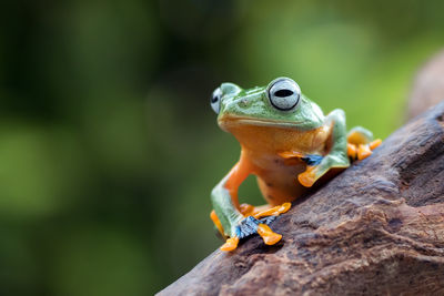 Black-webbed tree frog on a branch