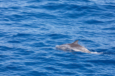 View of fish swimming in sea