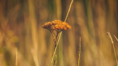 Close-up of wilted flower on field