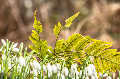 Close-up of leaves growing on plant