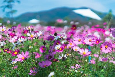 Close-up of pink flowering plants on field