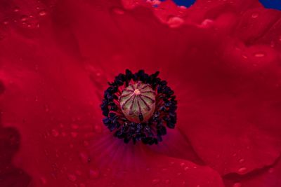 Close-up of red poppy