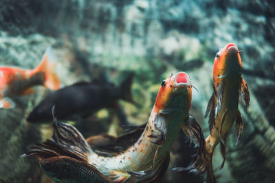 Close-up of fish swimming in water