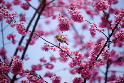 Close-up of pink cherry blossom