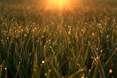 Close-up of wet grass