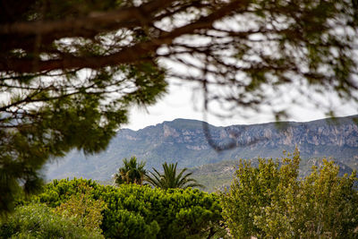 Pine trees on mountains against sky