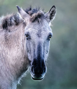 Close-up of horse