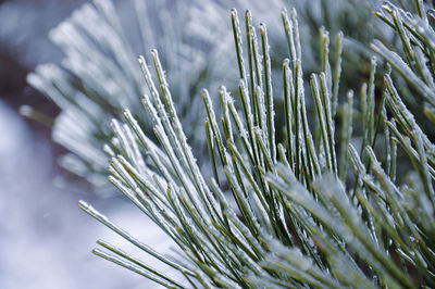 Close-up of icicles on pine tree needles 