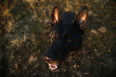 Close-up of black dog in field