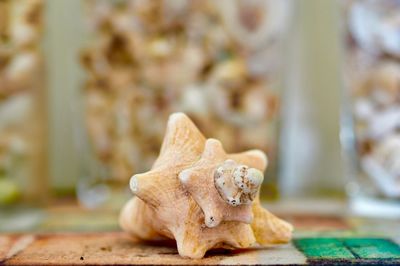 Close-up of animal on table