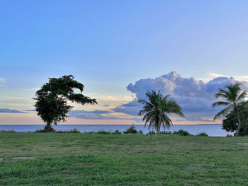 Trees on field against sky during sunset