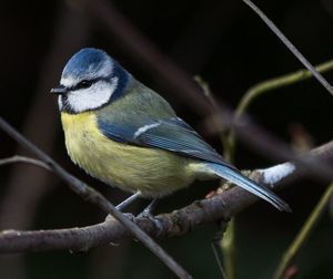 Close-up of bird perching on railing