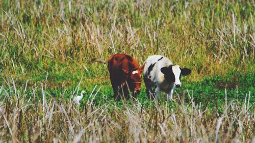 Sheep on field