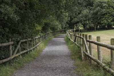 Walkway amidst trees in forest against sky