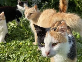 View of cats on field