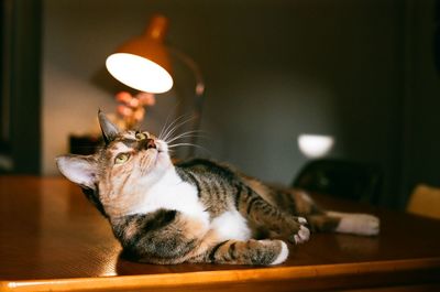 Close-up of cat resting on table