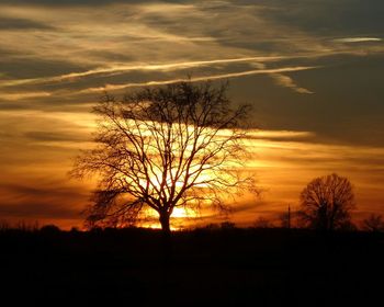 Silhouette of trees on landscape at sunset