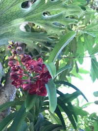 Close-up of flower tree