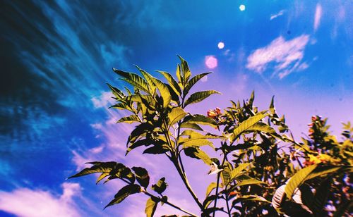 Low angle view of plant against blue sky
