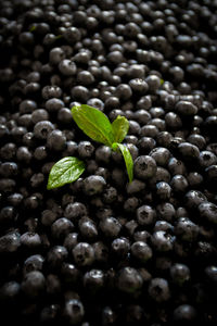 Full frame shot of fresh green plant