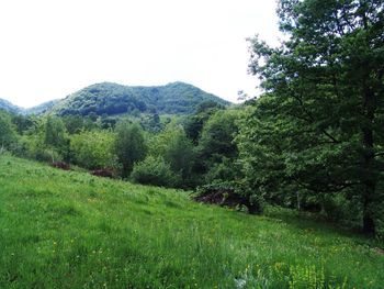 Scenic view of trees growing on field against sky