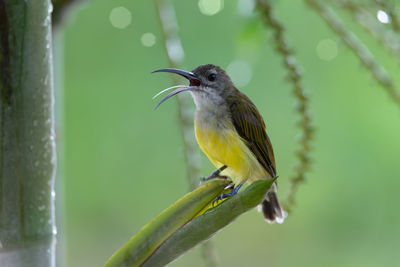 Close-up of bird perching on a branch