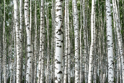 Pine trees in forest