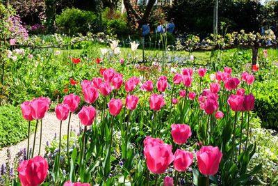 Close-up of pink tulips blooming in field