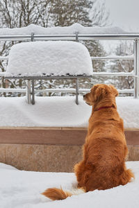 View of a dog on snow covered landscape