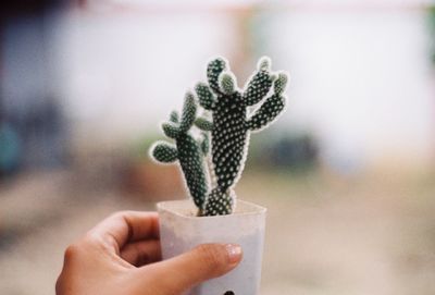 Close-up of hand holding succulent plant