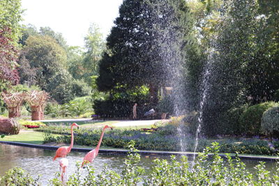 Fountain in lake against trees