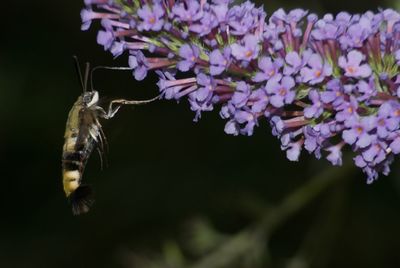 Close-up of insect on flowers