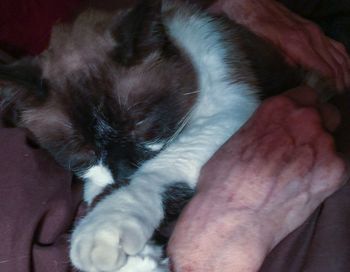 Cat resting on floor