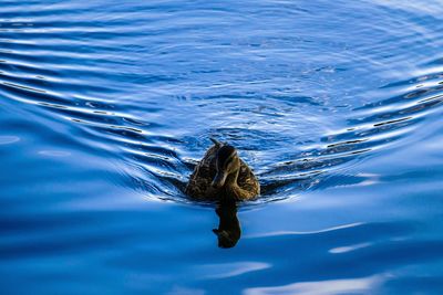 Sunny summer day at the baldeneysee. a duck comes swimming into my direction in the deep blue water.