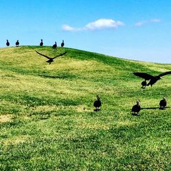 Birds perching on field against sky