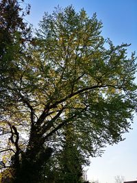 Low angle view of trees against sky