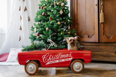 A yorkshire terrier sits in a red toy car decorated for christmas. new year's card with a dog
