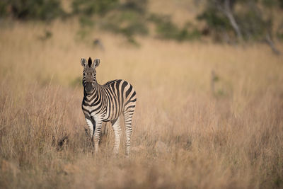 Zebras standing in a field