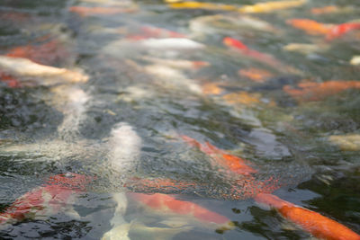 View of fish swimming in lake