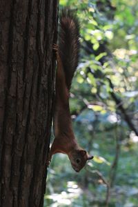 Squirrel on tree trunk