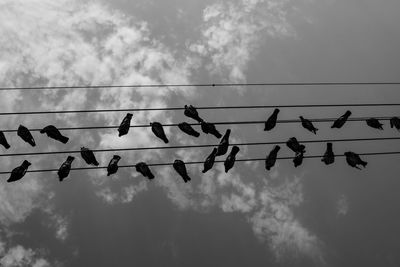 Low angle view of birds perching on cable against sky